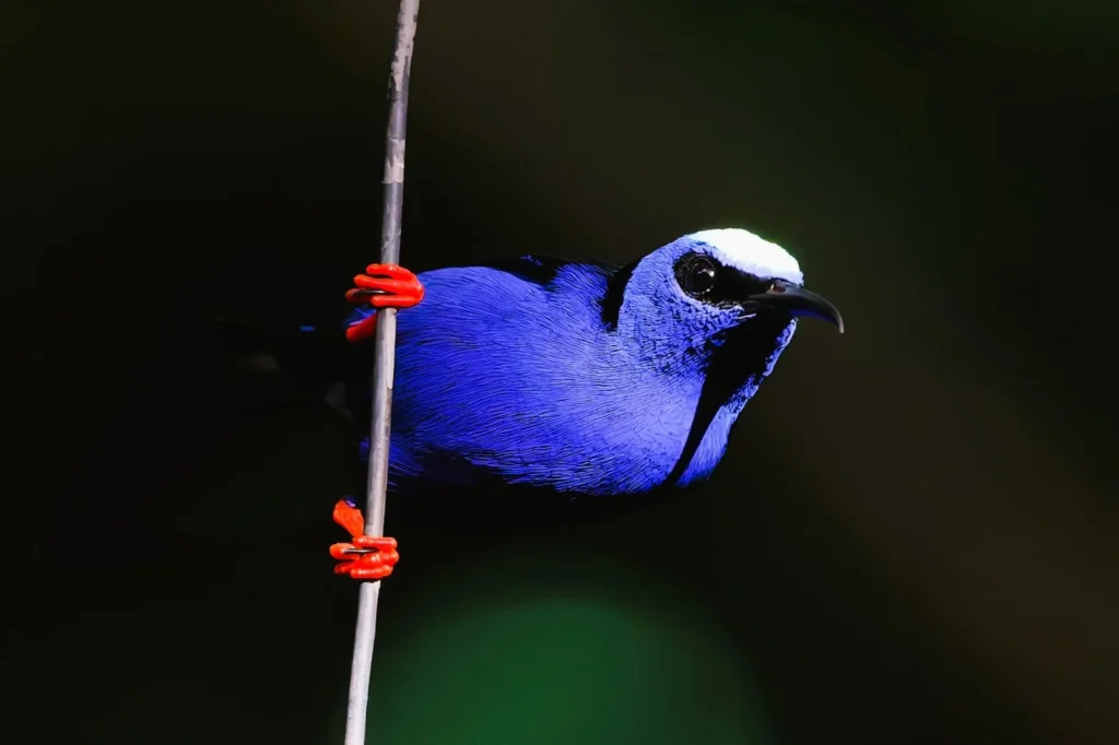 Birding Station to Station Trip Report, Nov 2025 4 red legged honey creeper