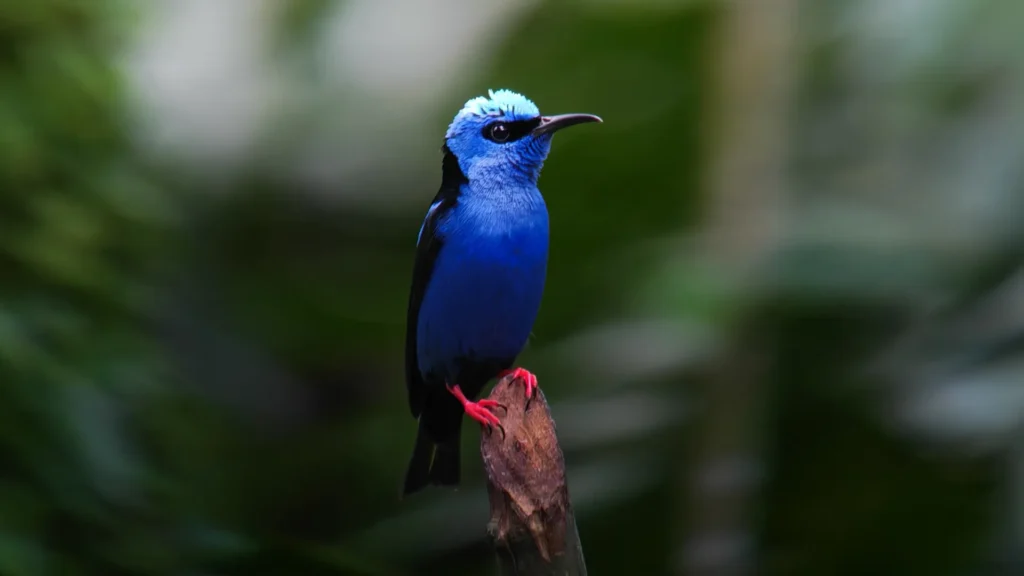 red legged honeycreeper