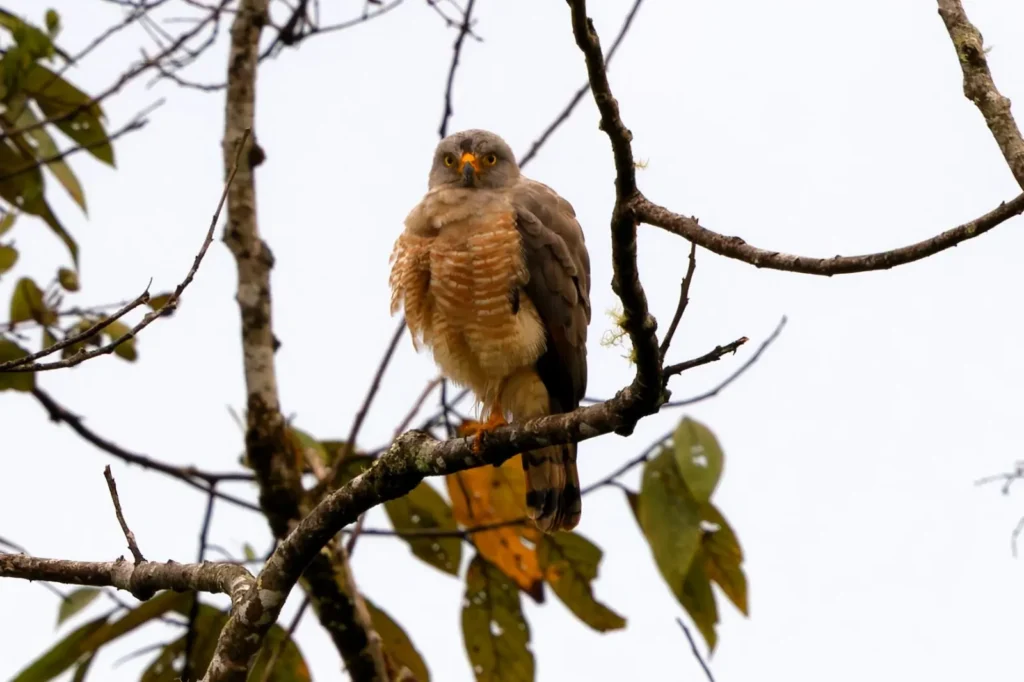 Birding Station to Station Trip Report, Nov 2025 5 road side hawk 1