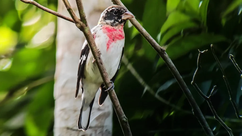 rose breasted grosbeak male