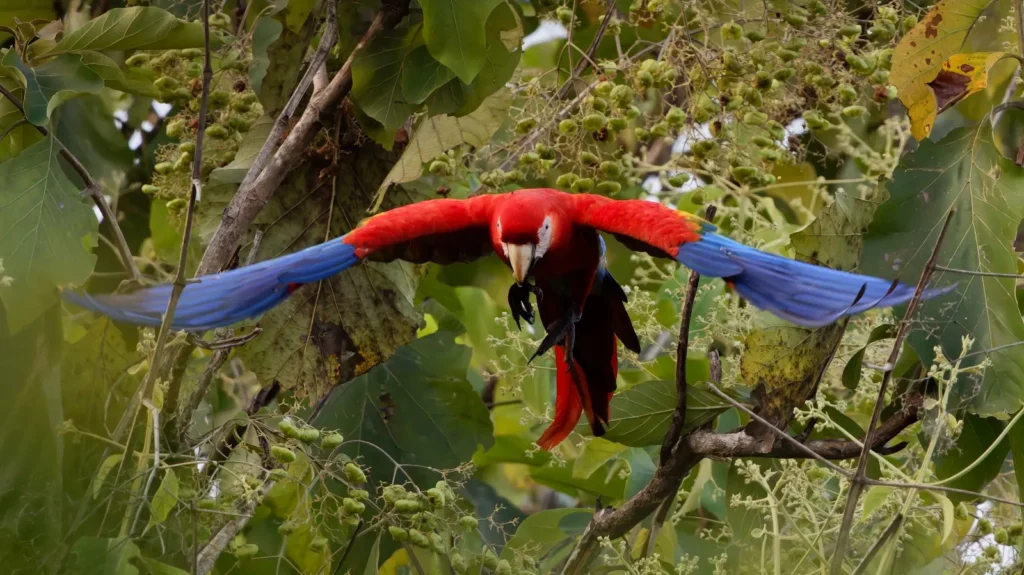 Birding Station to Station Trip Report, Nov 2025 1 scarelet macaw taking flight