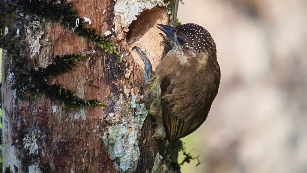streak headed woodcreeper