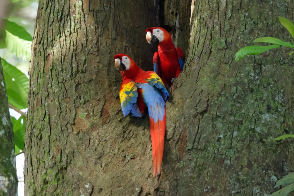 Birding Station to Station Trip Report, Nov 2025 11 two scarlet macawas perched on a tree trunk
