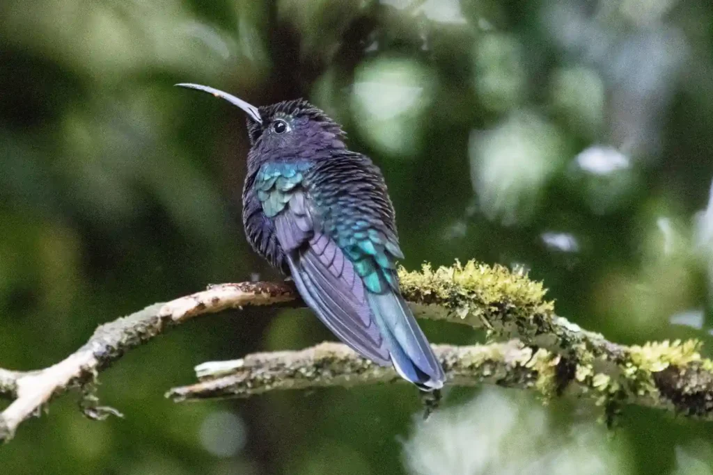 violet sabrewing