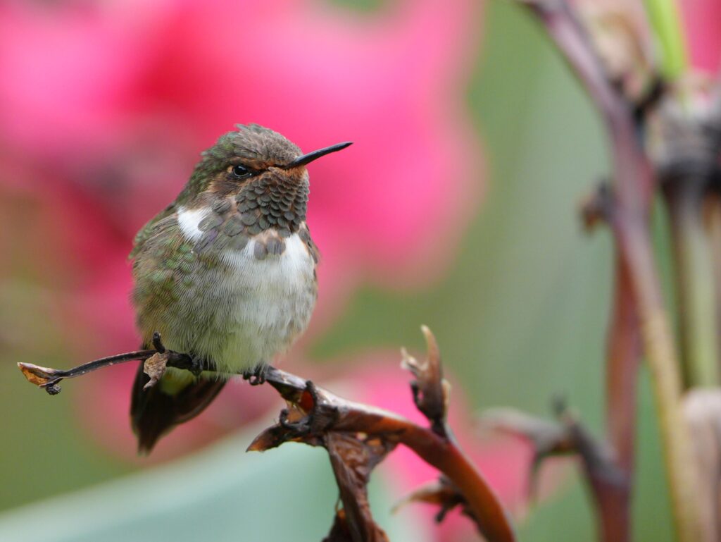 volcano hummingbird capture costa rica