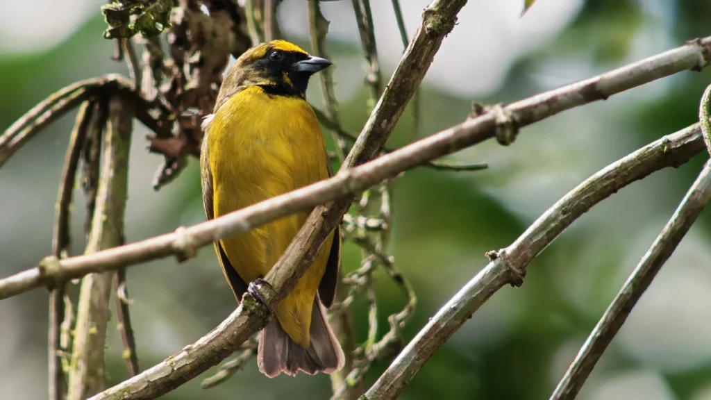 yellow faced grassquit male costa rica