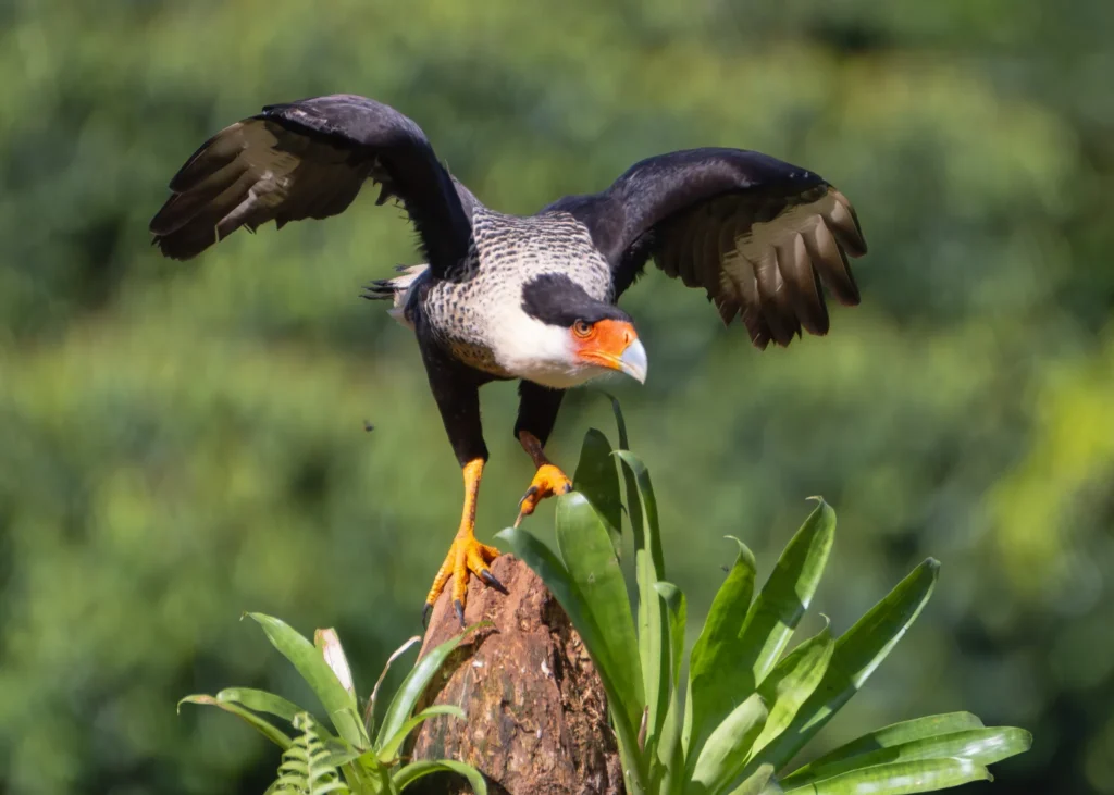 New Year Birding Goals & Life Lists in Costa Rica 2 Crested Caracara 3