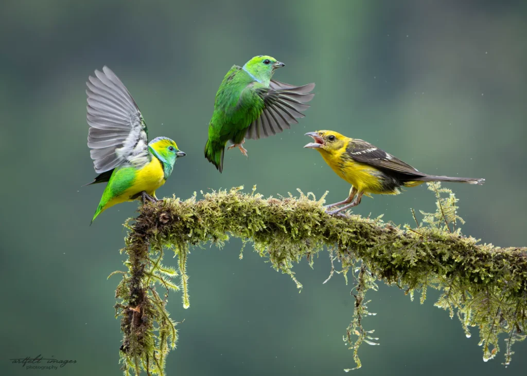 Why January Is Excellent for Bird Photography in Costa Rica 1 Golden browed chlorophonia pair female flame colored tanager Batsu 2