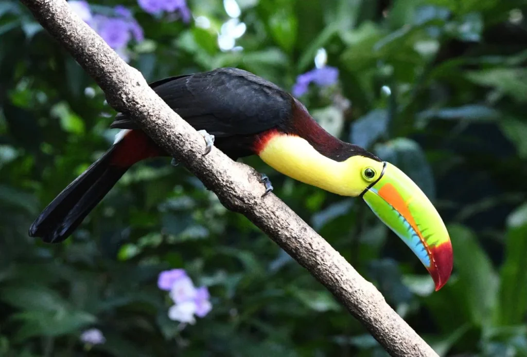New Year Birding Goals & Life Lists in Costa Rica 5 Keel billed Toucan