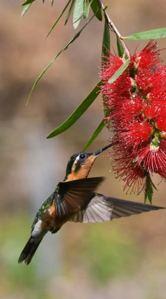 Purple throated Mountain Gem