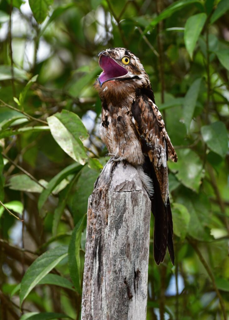 Why January Is Excellent for Bird Photography in Costa Rica 8 common potoo costa rica focus