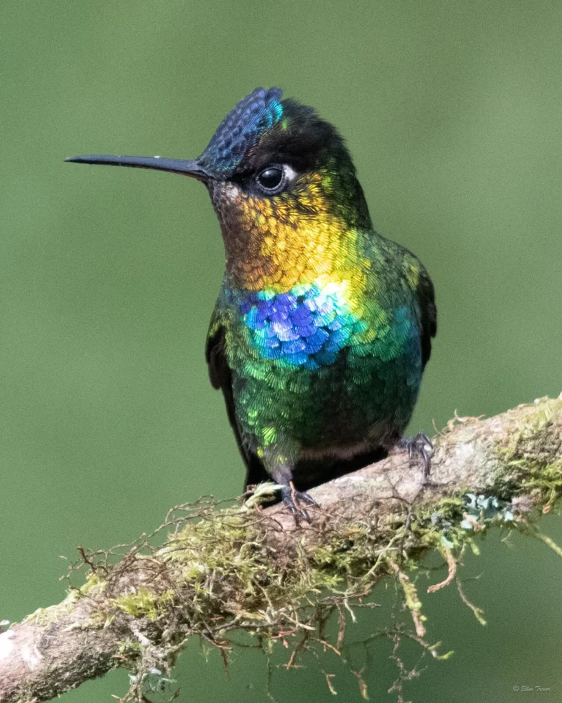 New Year Birding Goals & Life Lists in Costa Rica 3 fiery throated hummingbird