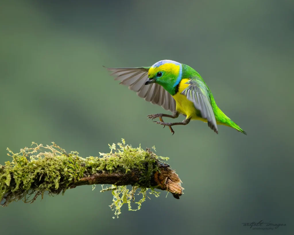 Why January Is Excellent for Bird Photography in Costa Rica 4 golden browed chlorophonia Batsu