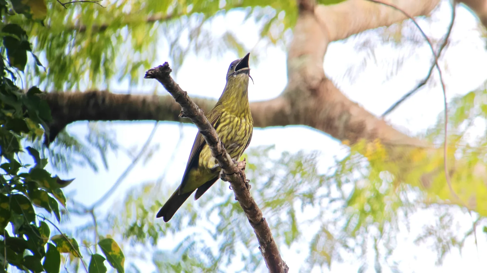 Why January Is Excellent for Bird Photography in Costa Rica 5 three wattled bell bird young male antony arce