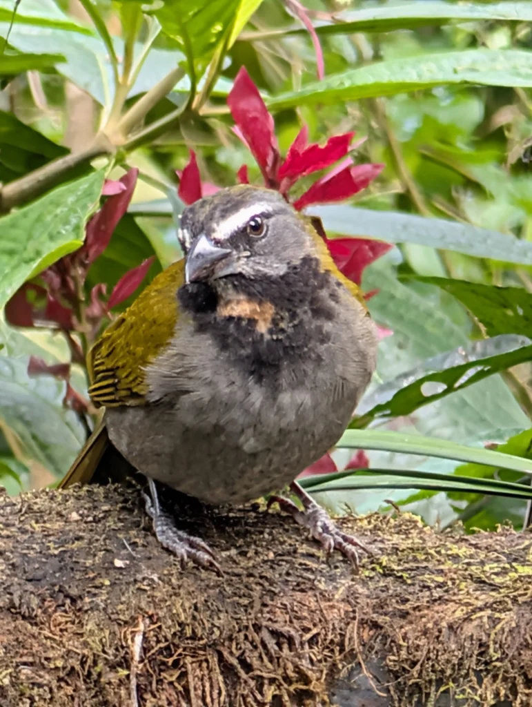Tracking the Trogons 2026 Trip Report: 11 Days, 6 Trogon Species, 310 Birds 8 tracking the trogons group trip costa rica jan 2026 c