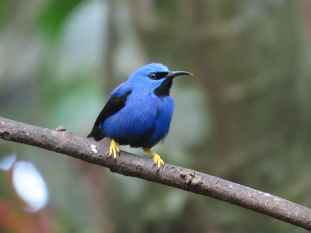 Tracking the Trogons 2026 Trip Report: 11 Days, 6 Trogon Species, 310 Birds 5 tracking the trogons group trip costa rica jan 2026 honey creeper 1