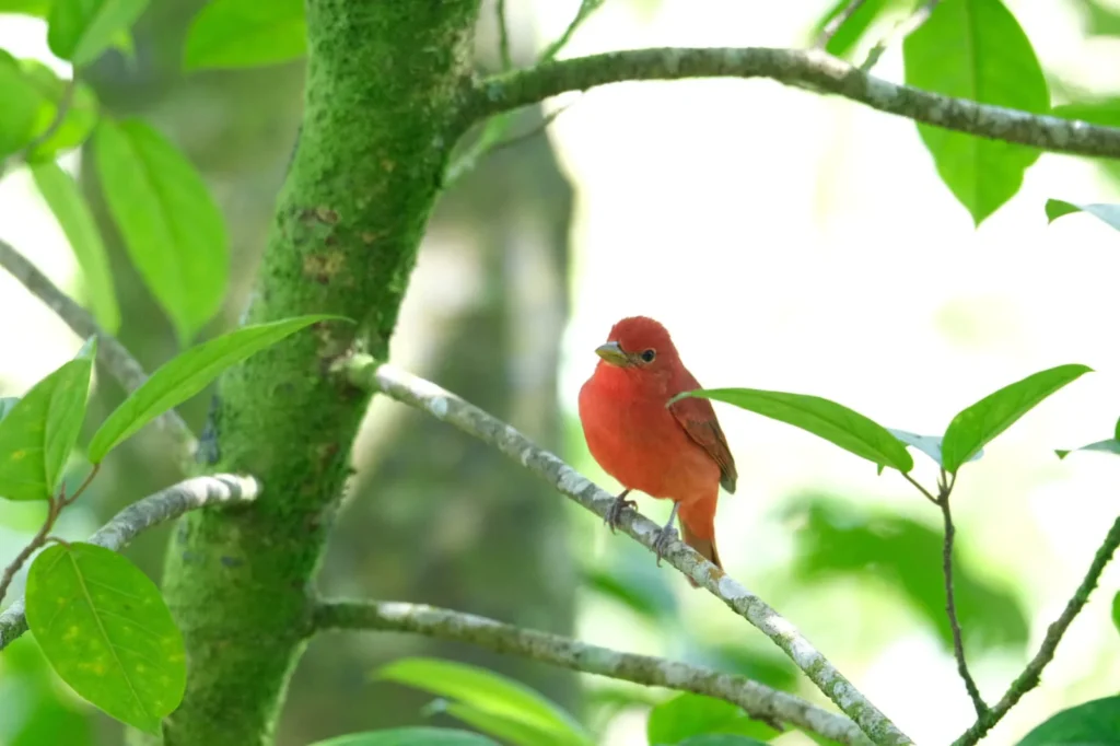 Tracking the Trogons 2026 Trip Report: 11 Days, 6 Trogon Species, 310 Birds 3 tracking the trogons group trip costa rica jan 2026 red bird