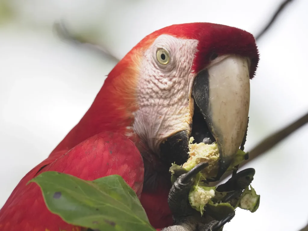 Tracking the Trogons 2026 Trip Report: 11 Days, 6 Trogon Species, 310 Birds 7 tracking the trogons group trip costa rica jan 2026 scarlet macaw 1