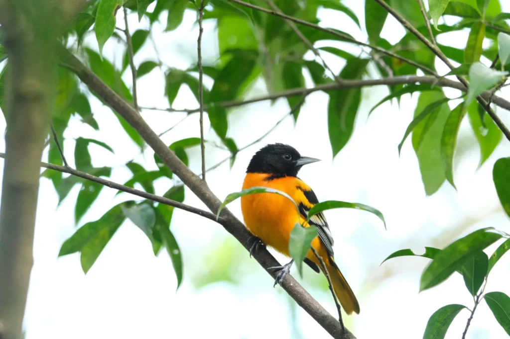 Tracking the Trogons 2026 Trip Report: 11 Days, 6 Trogon Species, 310 Birds 4 tracking the trogons group trip costa rica jan 2026 yellow