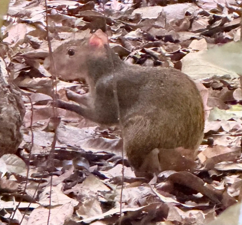 Costa Rica Birds and Beyond Trip Report | January 19–30, 2026 17 Agouti