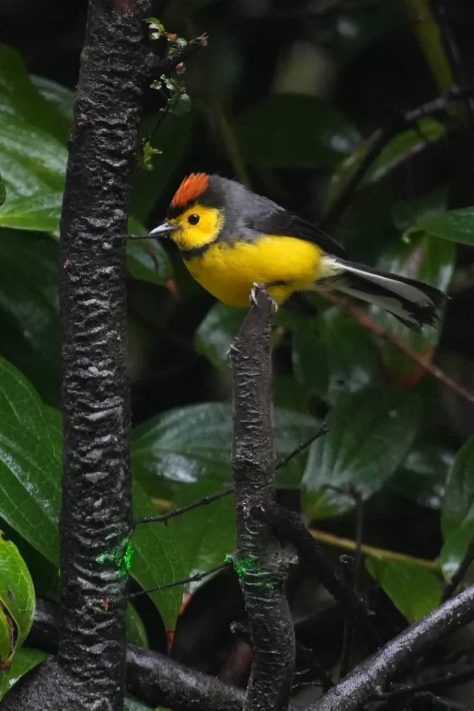 Costa Rica Birds and Beyond Trip Report | January 19–30, 2026 26 Collard Redstart Volcan Poas 2026 01 20