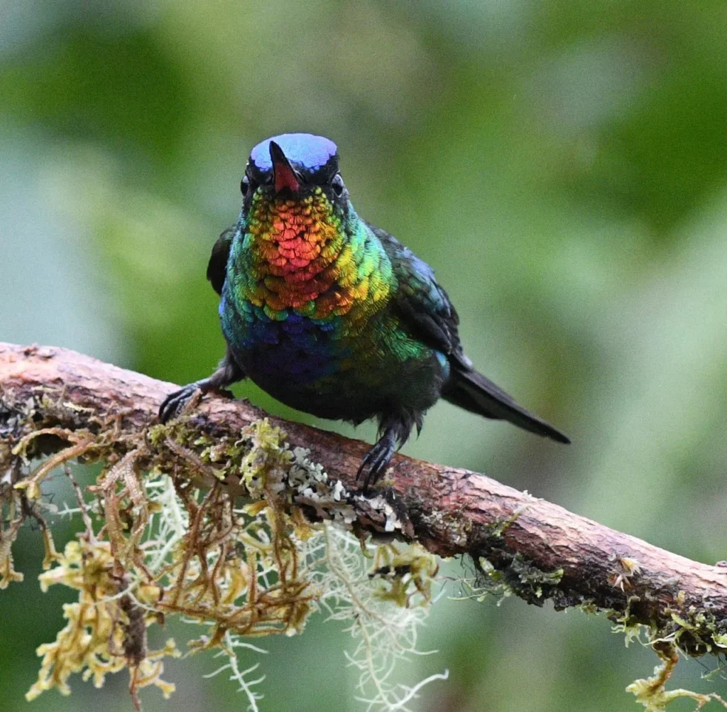 Fiery throated hummingbird 01