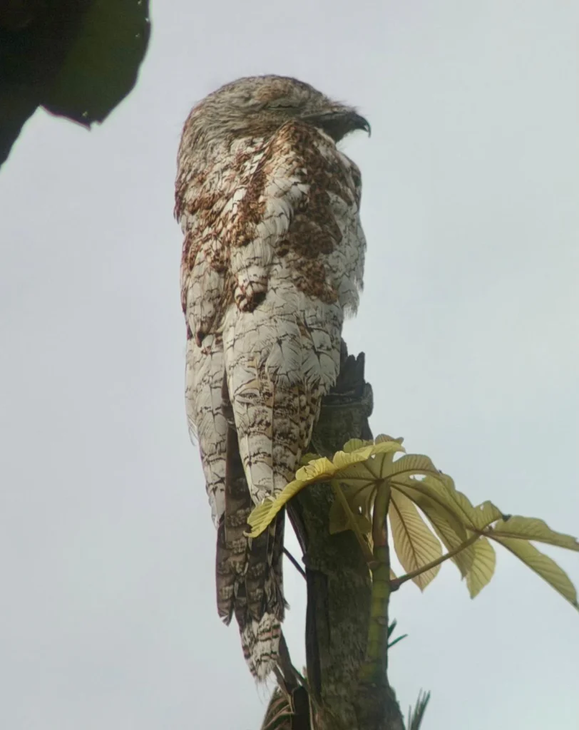 Costa Rica Birds and Beyond Trip Report | January 19–30, 2026 11 Great Potoo