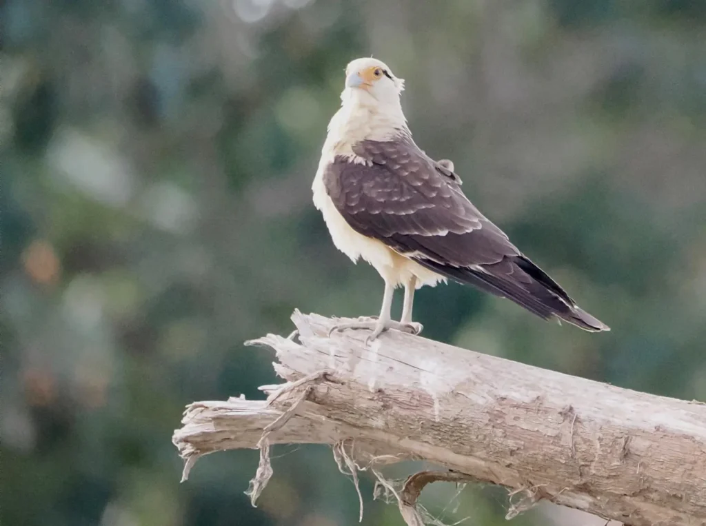 Costa Rica Birds and Beyond Trip Report | January 19–30, 2026 18 Hawk