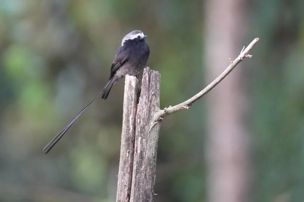 Costa Rica Birds and Beyond Trip Report | January 19–30, 2026 19 Long tailed Tyrant