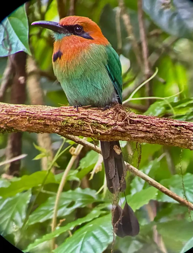 Costa Rica Birds and Beyond Trip Report | January 19–30, 2026 8 Motmot