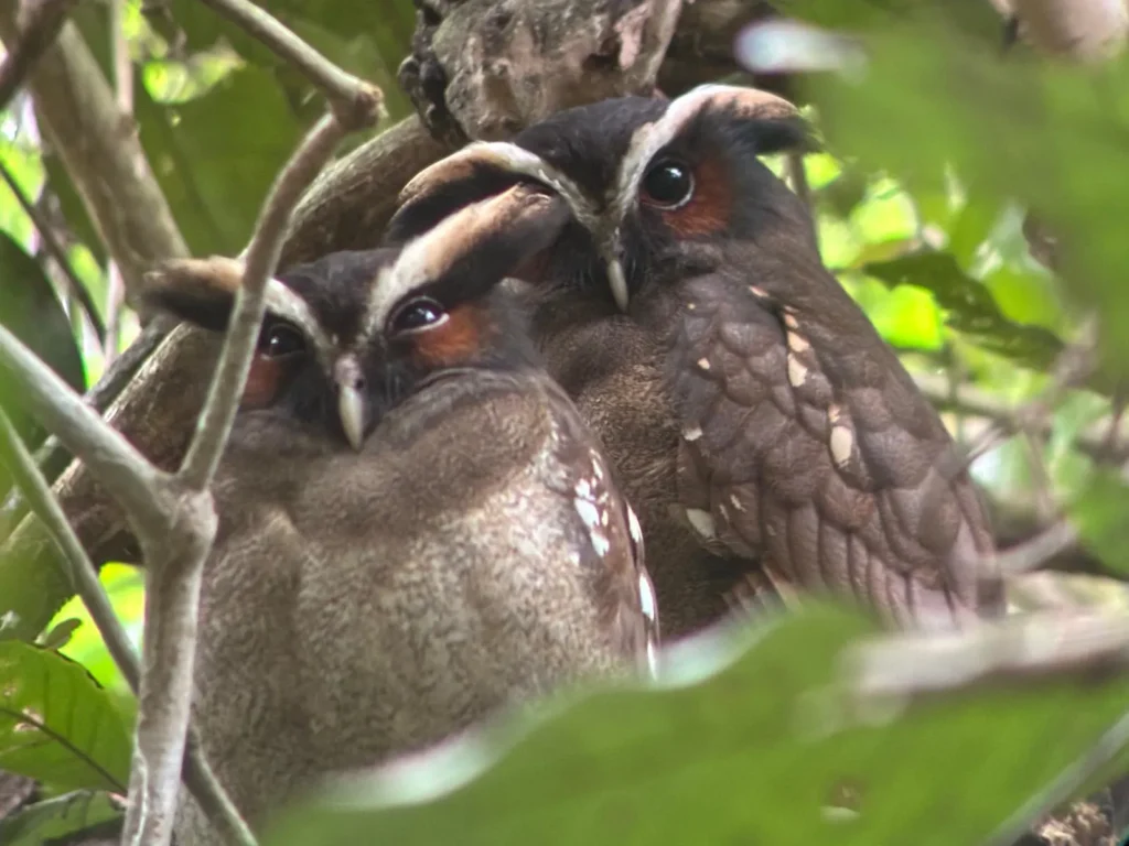 Costa Rica Birds and Beyond Trip Report | January 19–30, 2026 12 Owls