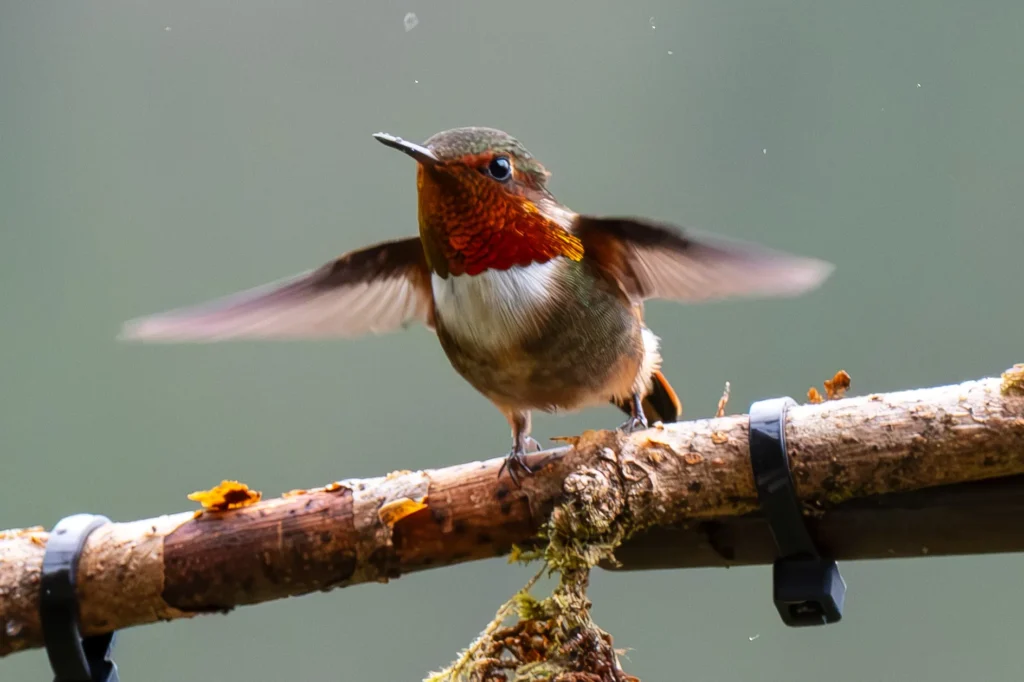 Scintillant Hummingbird male