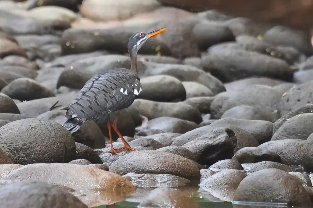 Costa Rica Birds and Beyond Trip Report | January 19–30, 2026 22 Sunbittern Sarapiqui 2026 01 22