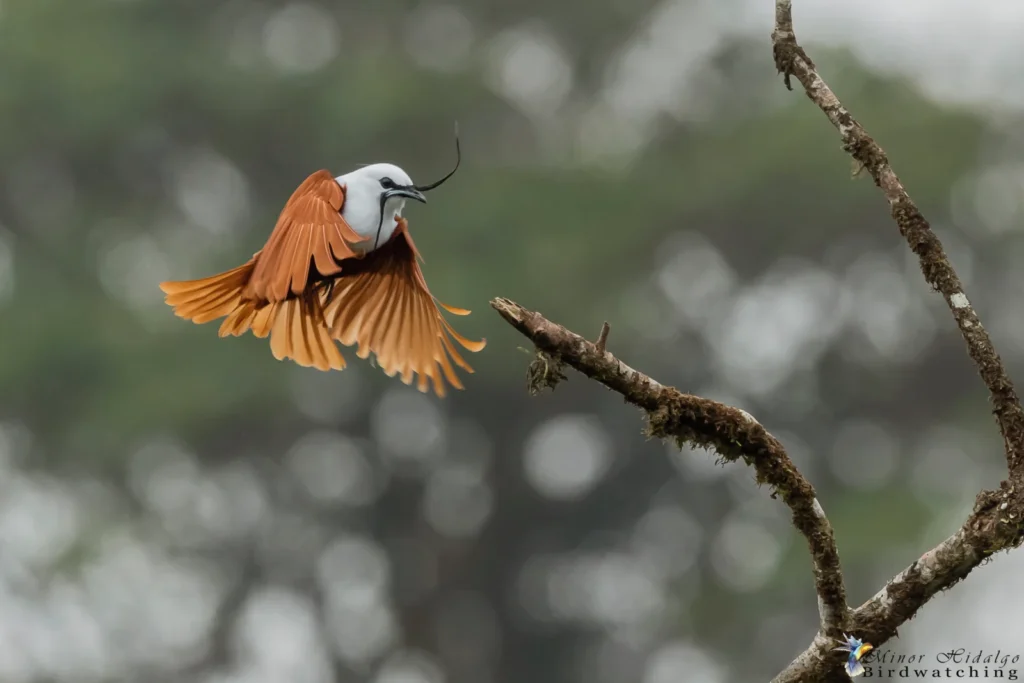 Three Wattled Bellbird 1