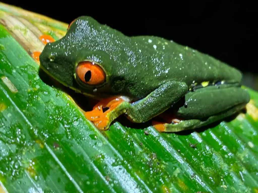 Costa Rica Birds and Beyond Trip Report | January 19–30, 2026 21 Tree Frog