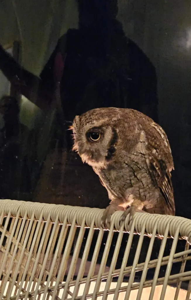Costa Rica Birds and Beyond Trip Report | January 19–30, 2026 10 Tropical Screech Owl uvita dinner