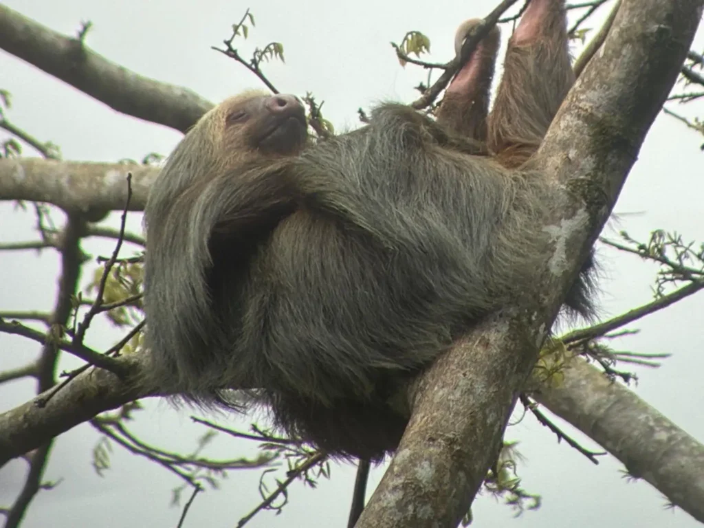 Costa Rica Birds and Beyond Trip Report | January 19–30, 2026 23 Two fingered sloth