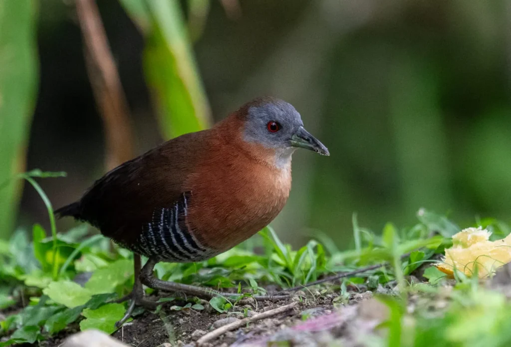 White throated crake
