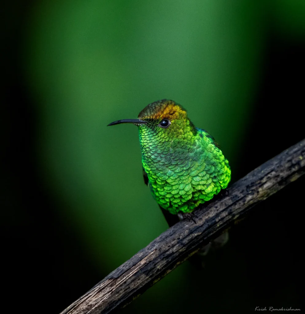 coppery headed emerald