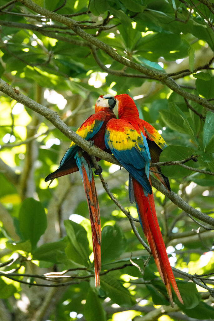 costarica scarlet macaws