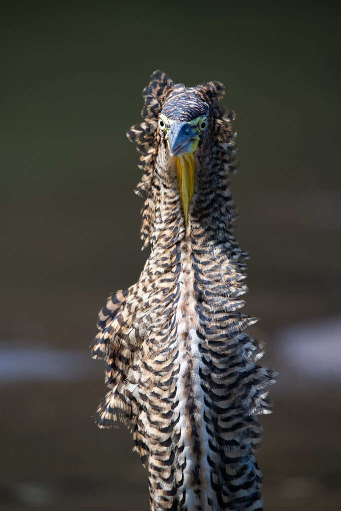 juvenile bare throated tiger heron