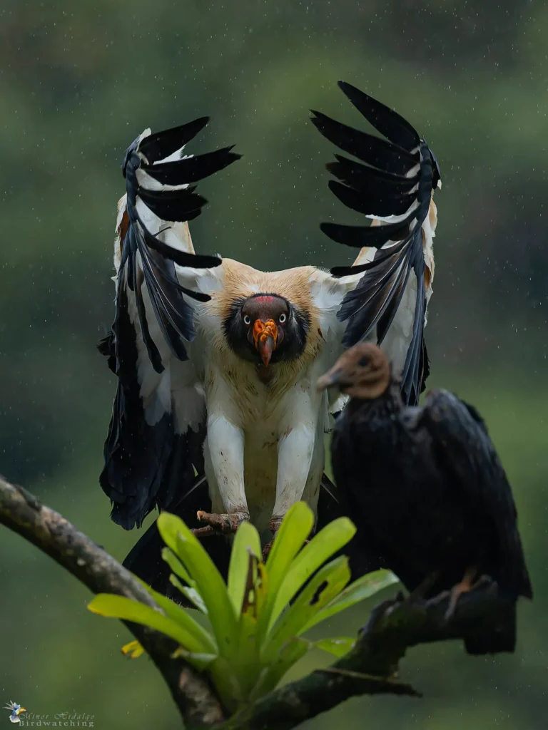 king vulture landing