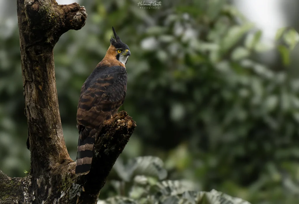 ornate hawk eagle 1