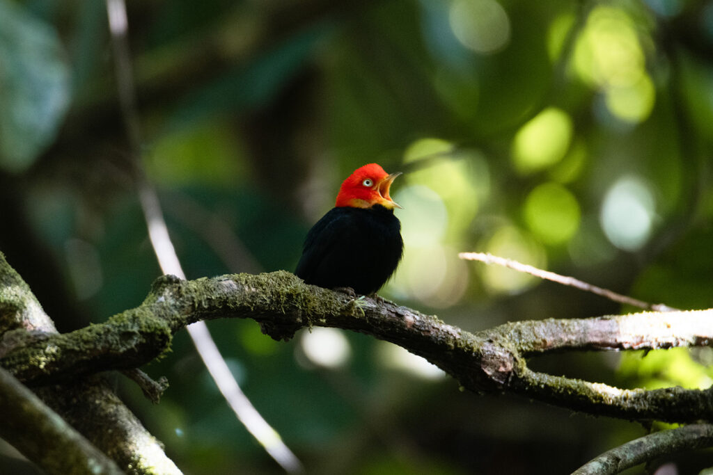 red capped manakin