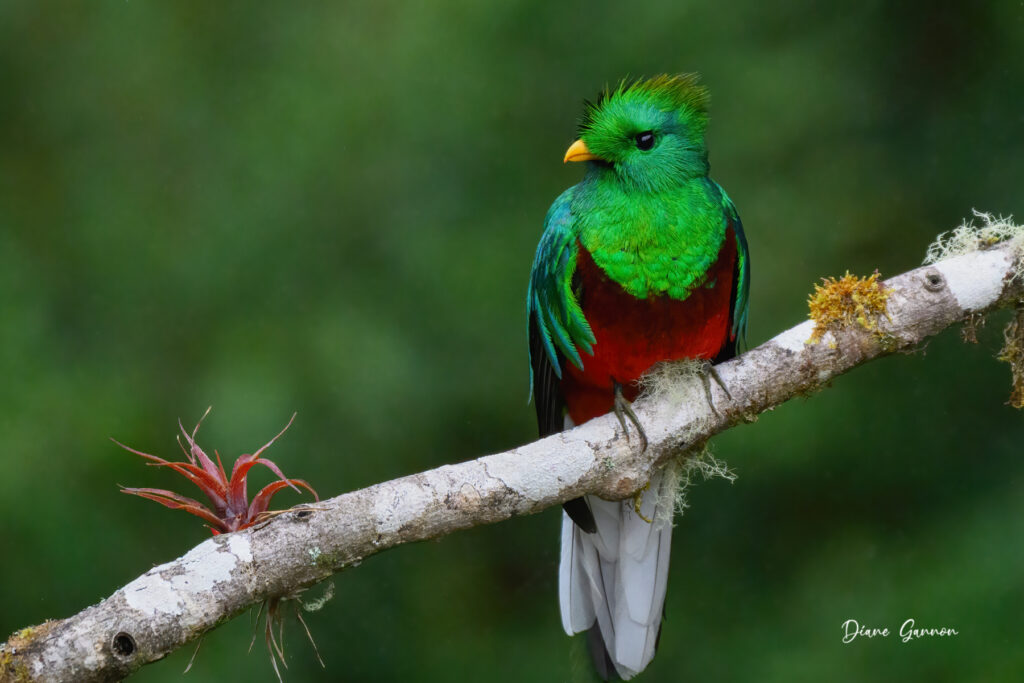 resplendent quetzal