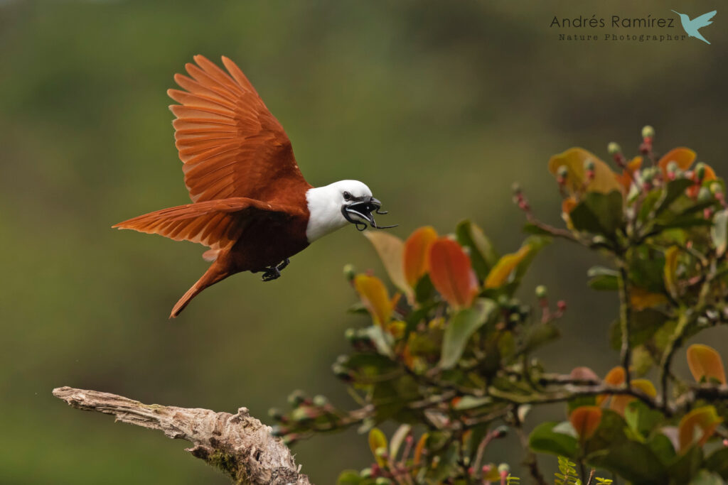 three wattled bellbird courtship