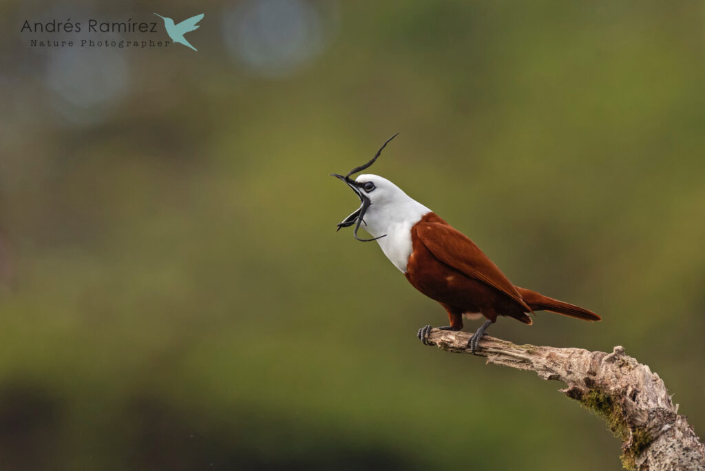 three wattled bellbird cry
