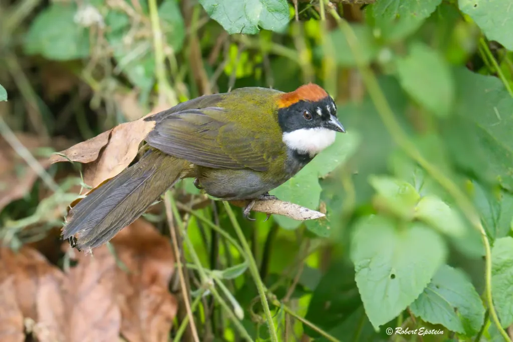 King Vulture Venture II — February 2026 Trip Report 4 Chestnut capped Brushfinch