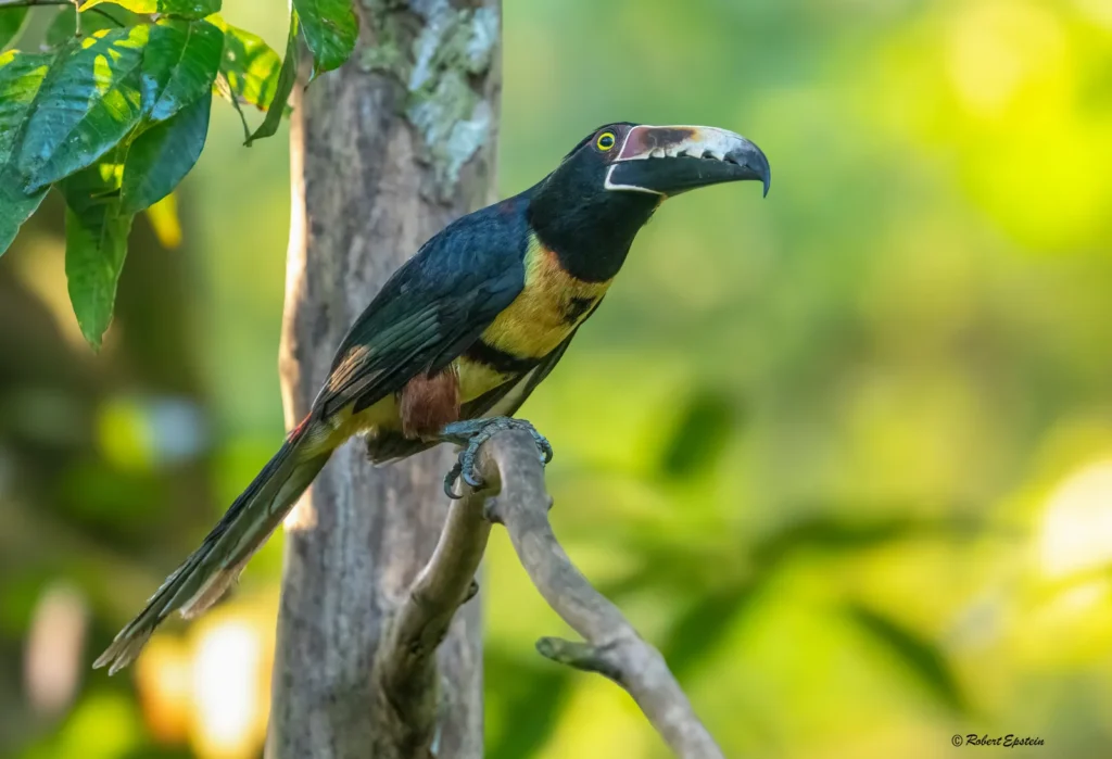 King Vulture Venture II — February 2026 Trip Report 3 Collared Ararcari