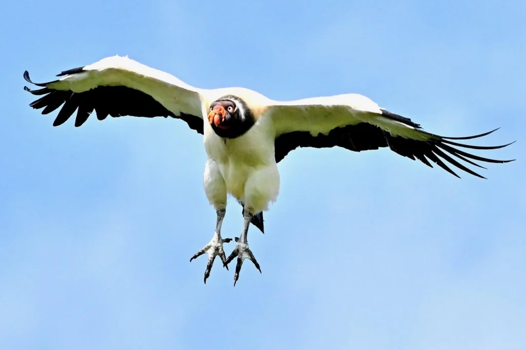 King Vulture Venture II — February 2026 Trip Report 1 King Vulture 02